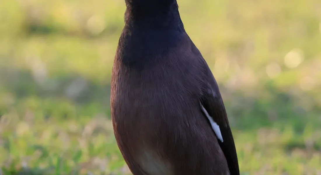 A dark-feathered bird standing on grass in a sunlit outdoor setting.