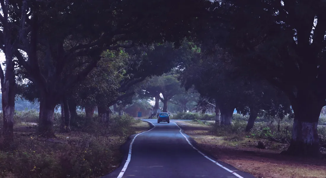 A car driving away on a narrow road surrounded by tall, leafy trees, symbolizing ongoing care of a vehicle's finish.