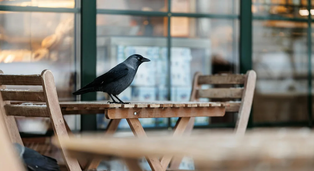 A black crow perched on a wooden outdoor table at a cafe, with a blurred background
