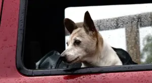 Dog looking out from a car window with rain droplets on the glass