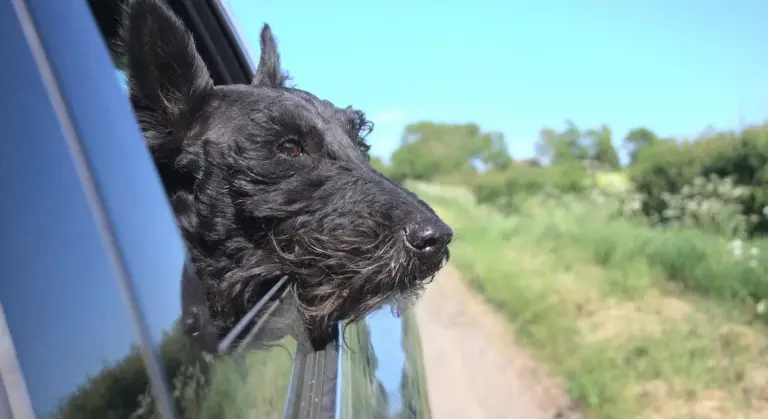 A small dark dog sticks its head out of an open car window with a blurred rural landscape in the background.