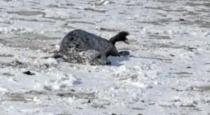 Harbor seal lying on a snow-covered beach.