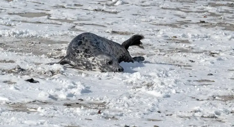 Harbor seal lying on a snow-covered beach.