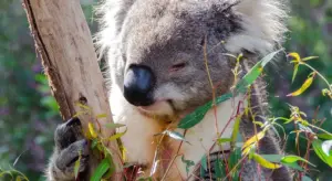 Close-up of a koala clinging to a tree branch in a natural bushland setting.