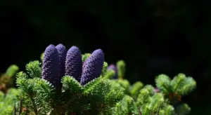 Close-up of purple pine cones on an evergreen branch with green needles.